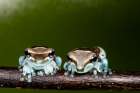Amazon milk frog. Art Print